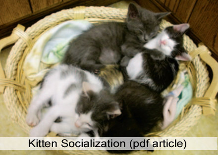 kitten socialization