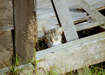 A feral cat in barn